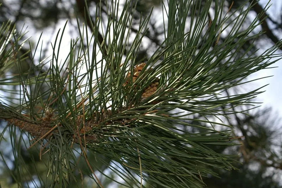 Donkergroene naalden Oostenrijkse zwarte den