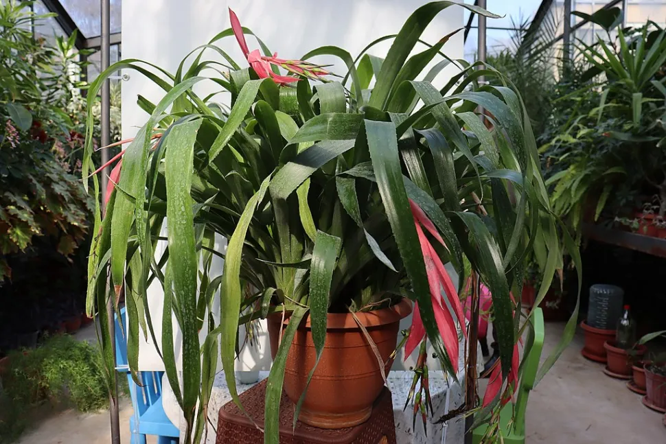 Billbergia nutans im Topf