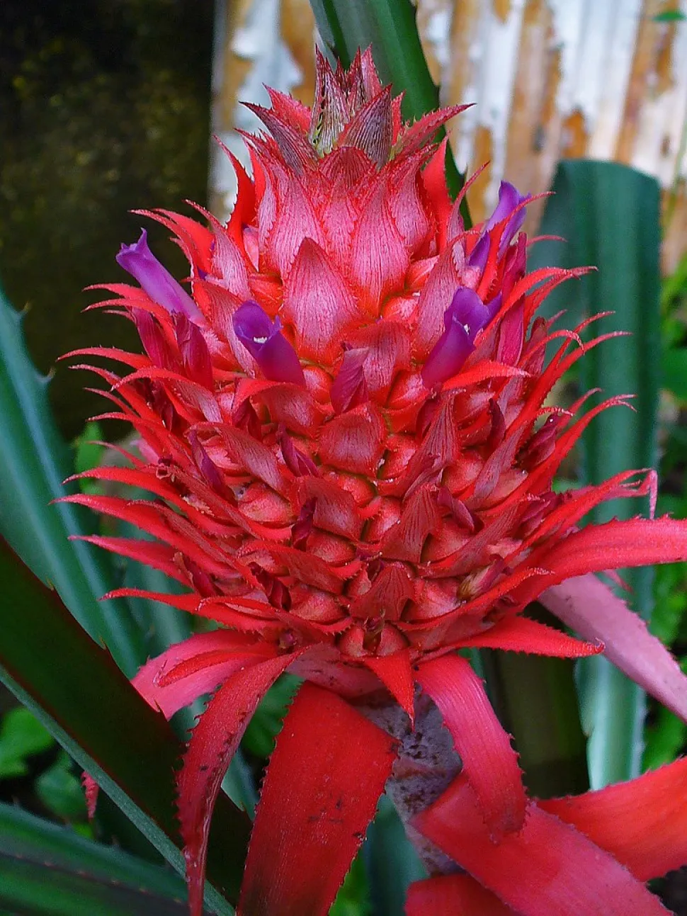 Inflorescencia Ananas comosus