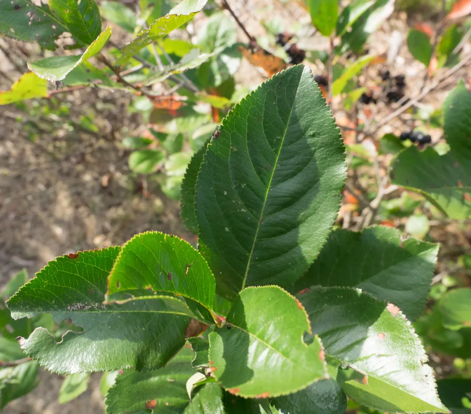Hojas de Aronia melanocarpa