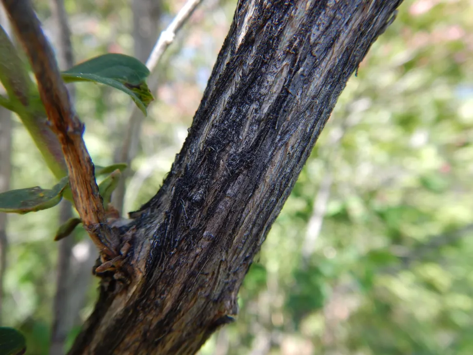 Tronco Lonicera tatarica