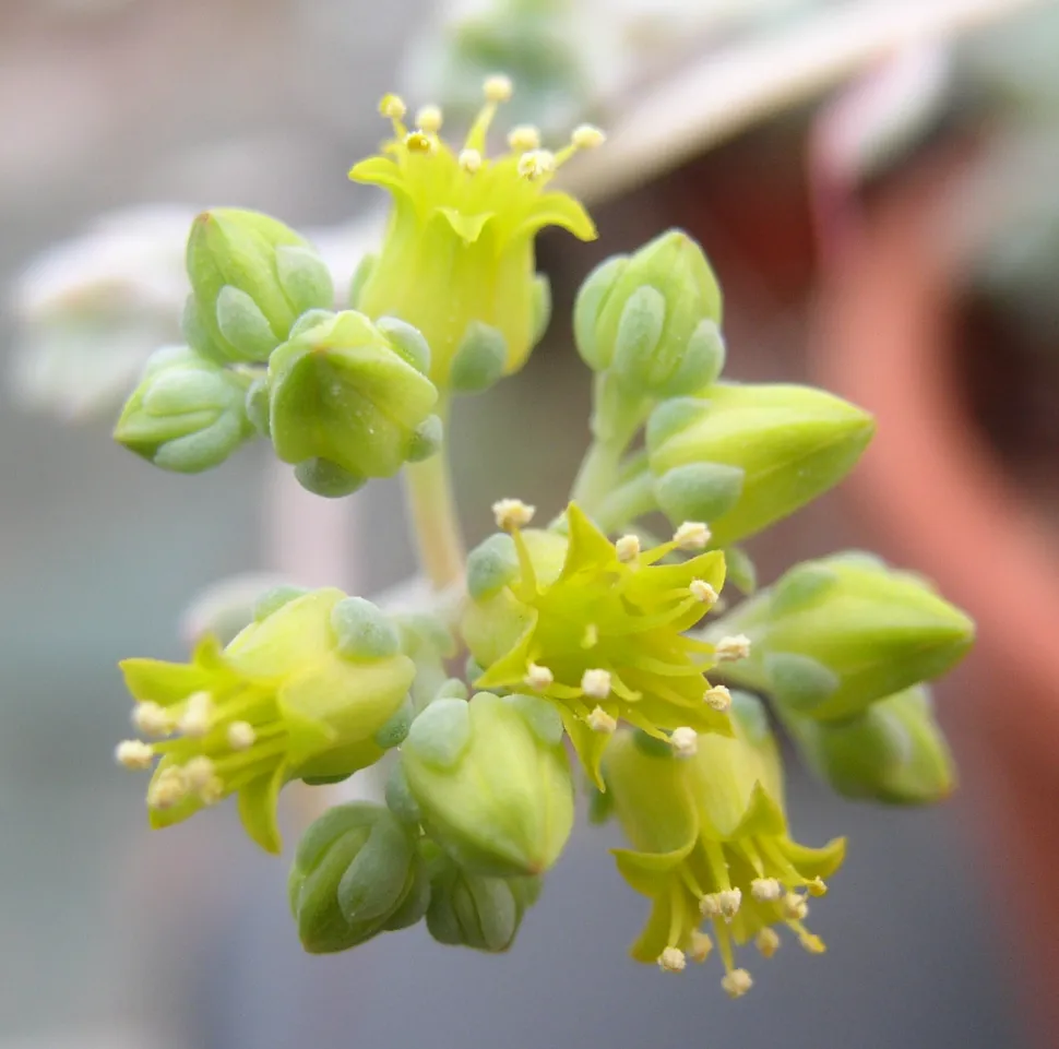 Grüne und weiße Blüten Echeveria prolifica
