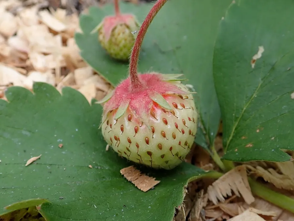 Fragola fragola fragaria x ananassa