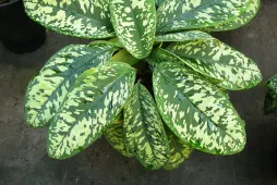 Adelonema wallisii in een pot