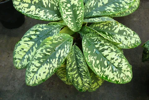 Adelonema wallisii in pot