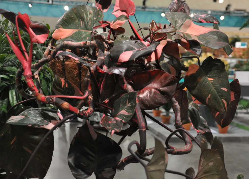 Philodendron 'Pink Princess' rosa y verde
