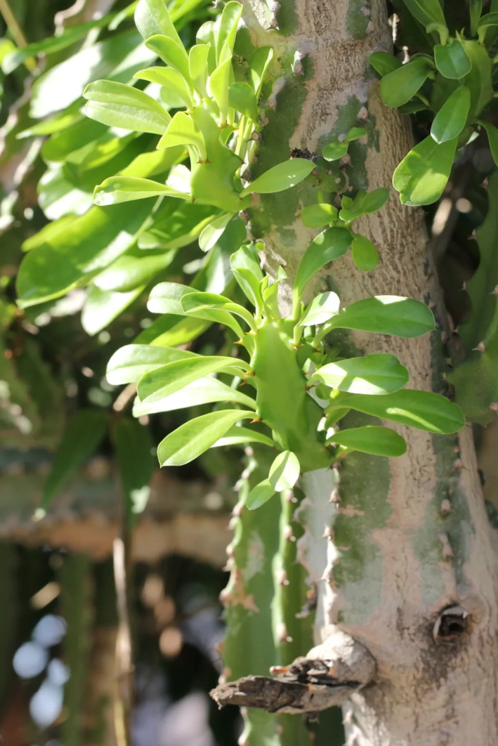 Blade af Euphorbia lactea