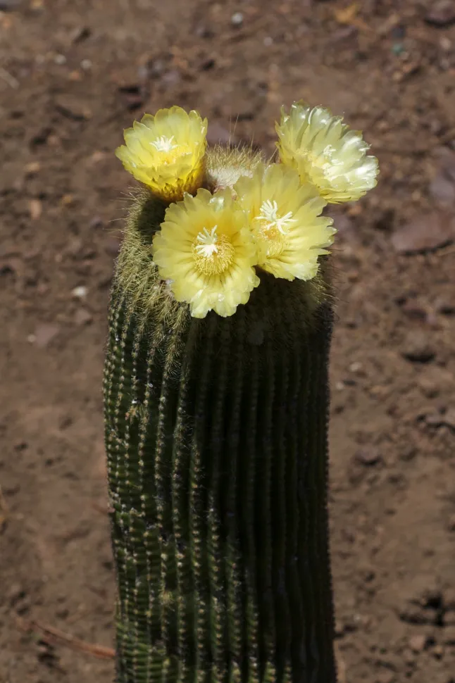 Parodia leninghausii en fleur