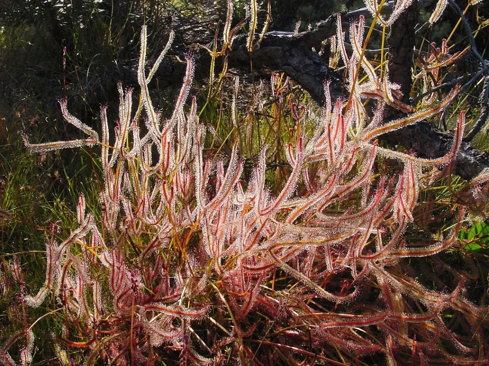 Drosera binata in de grond
