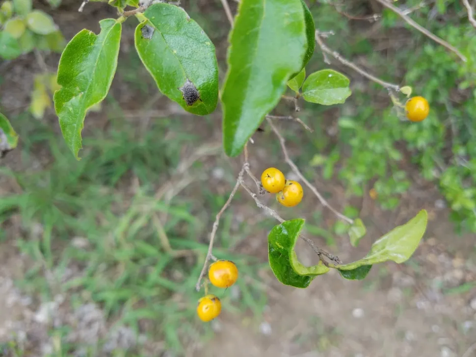 Sinaasappelfruit Ehretia anacua
