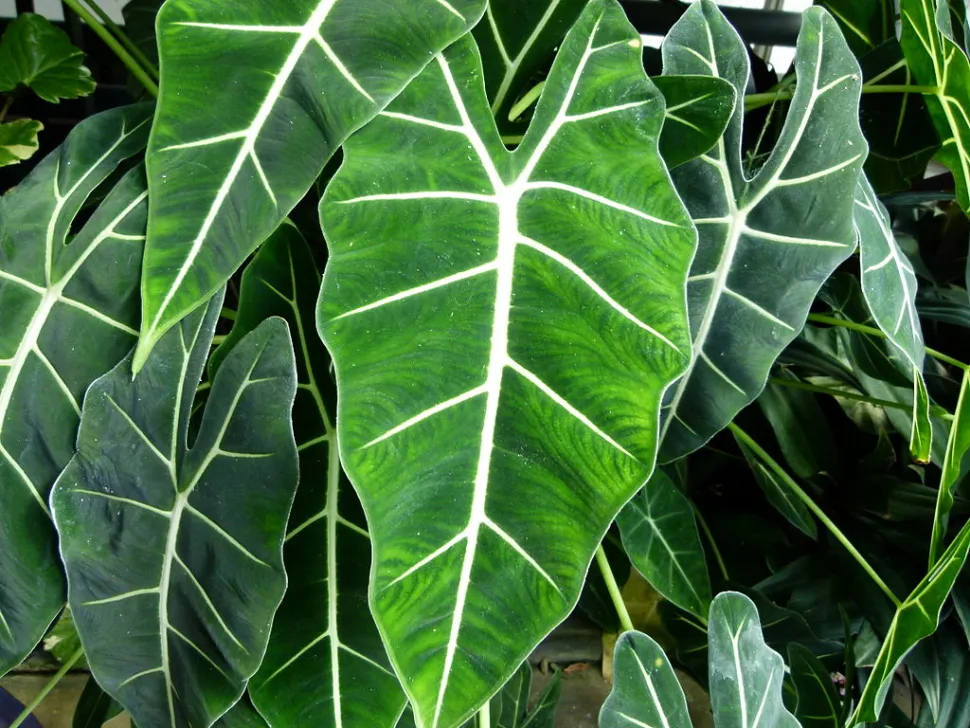 Sagitta foglie Alocasia Frydek