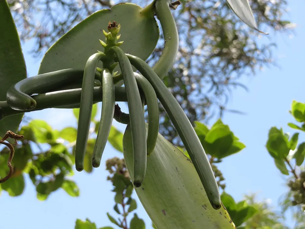 Vanilla pods
