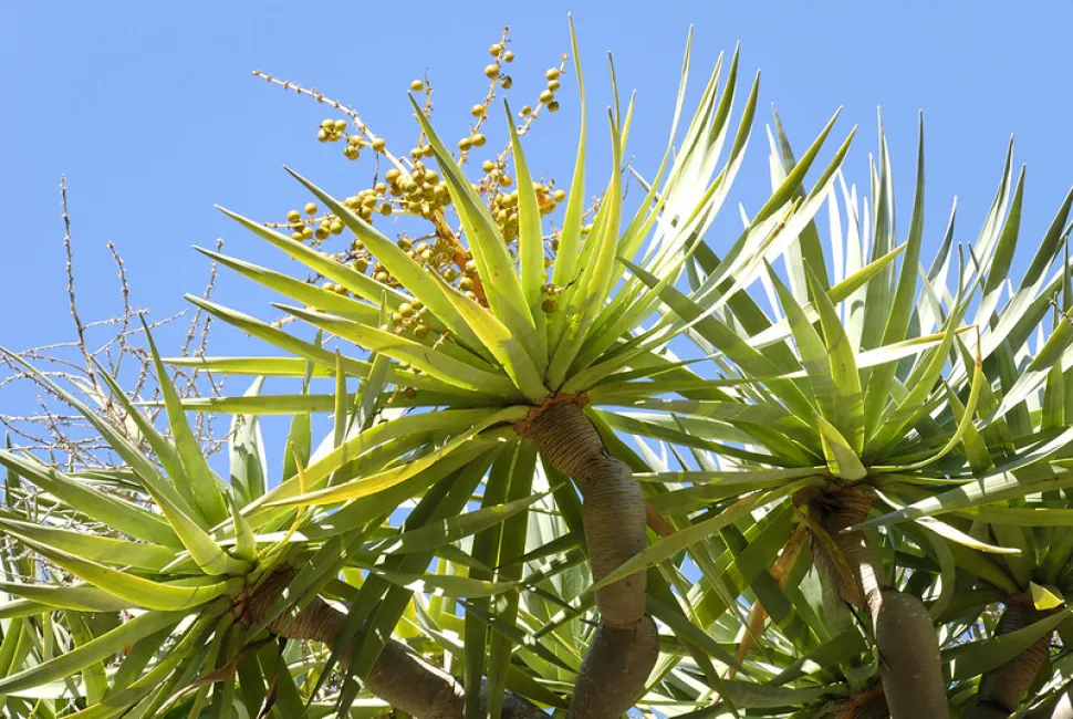 Primo piano delle foglie di Dracaena draco