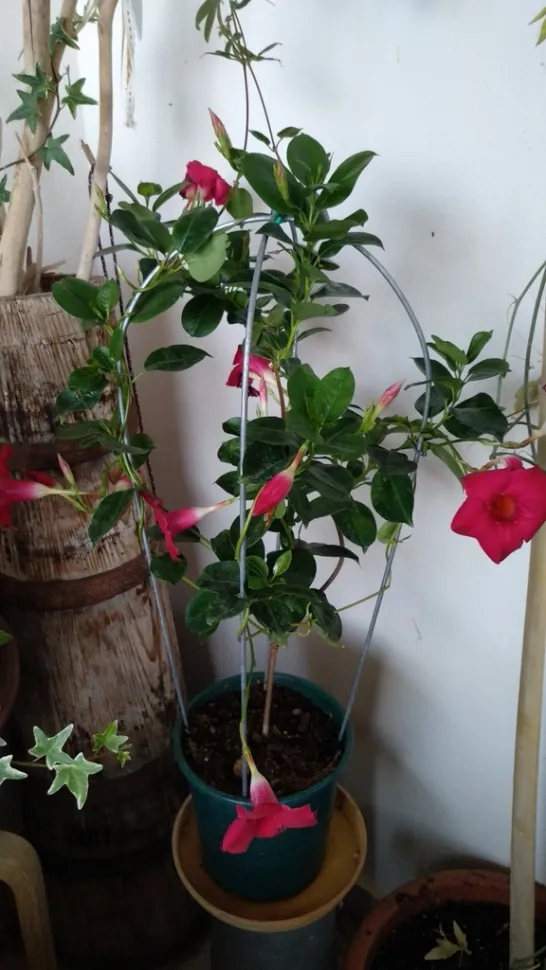 Mandevilla splendens Dipladenia in vaso