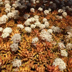 Rocaille de Sedum nussbaumerianum