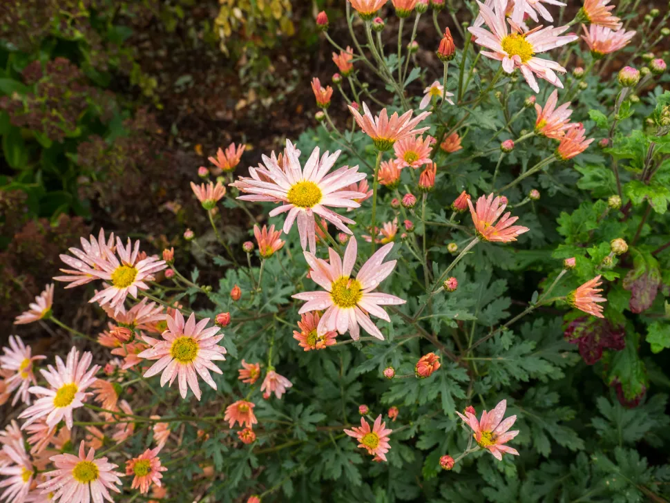 Chrysanthemum rubellum rosa Blüten
