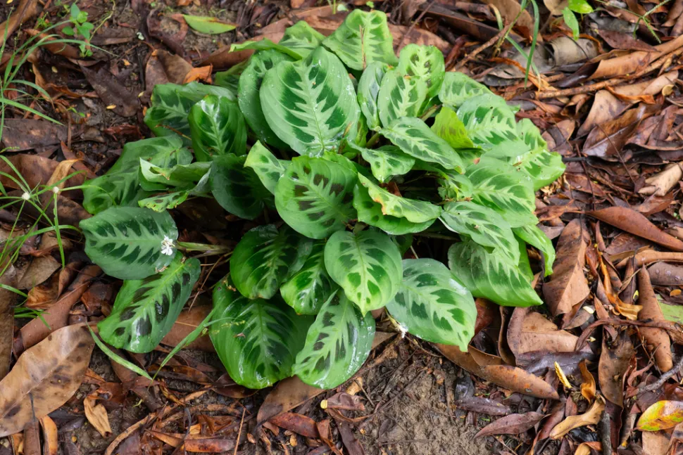 Foglie verdi con motivi scuri di Maranta