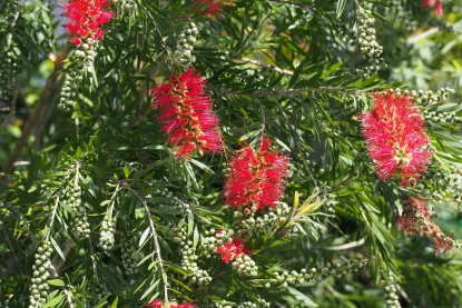 Melaleuca Rhodantha Melaleuca glauca - Bottle Rinse red and yellow blossom