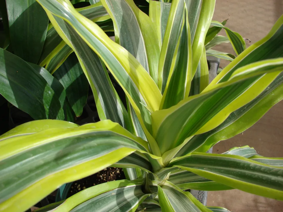 Dracaena fragrans 'Lemon Lime' (Zitronenlimone)