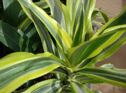 Dracaena fragrans 'Lemon Lime' (Zitronenlimone)