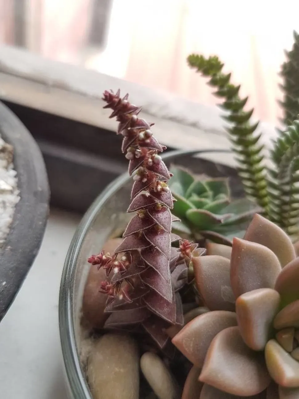 Crassula capitella en maceta