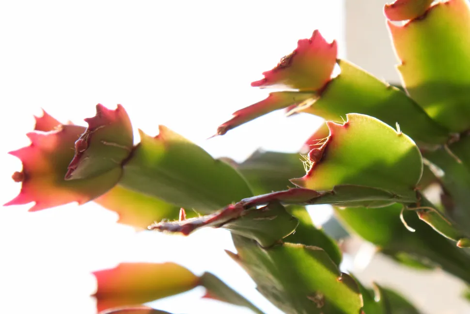 Estremità tronca di una foglia di Schlumbergera truncata