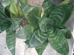 Miniatuur schoonmoederring met groene bladeren