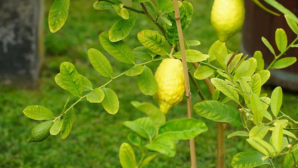 Früchte und Blätter Citrus medica