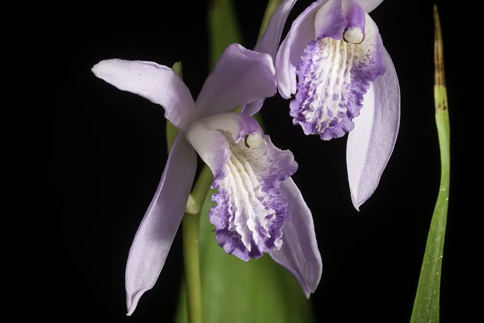 Blüte blassviolett Orchidee Hyazinthe