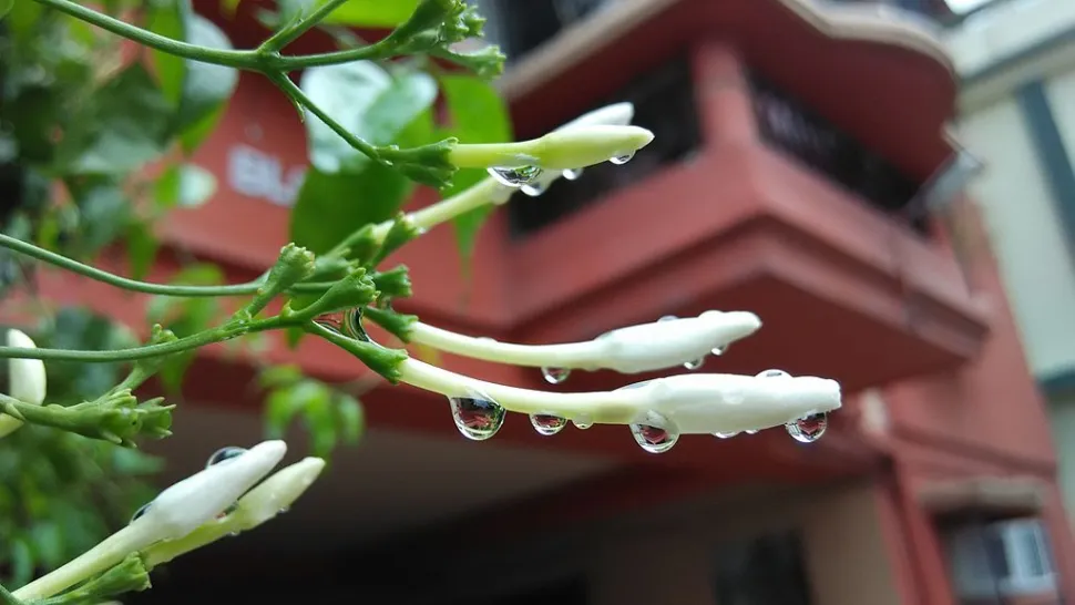 Jasmine bud