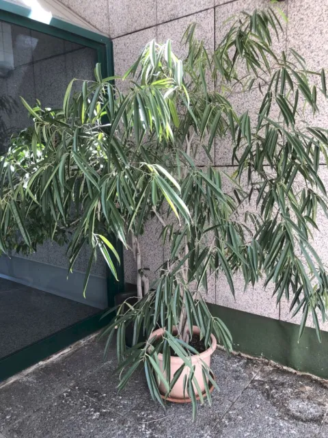 Säbelblättriger Ficus im Topf