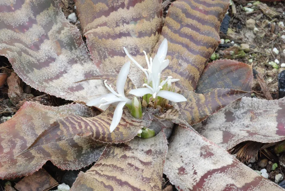 Cryptanthus zonatus blomster