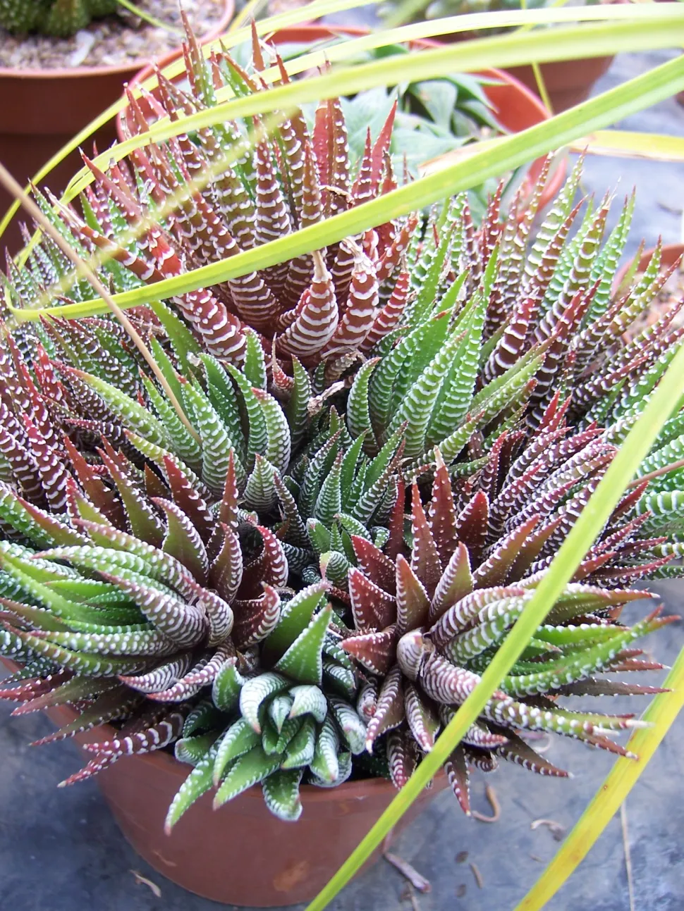 Haworthiopsis attenuata im Topf