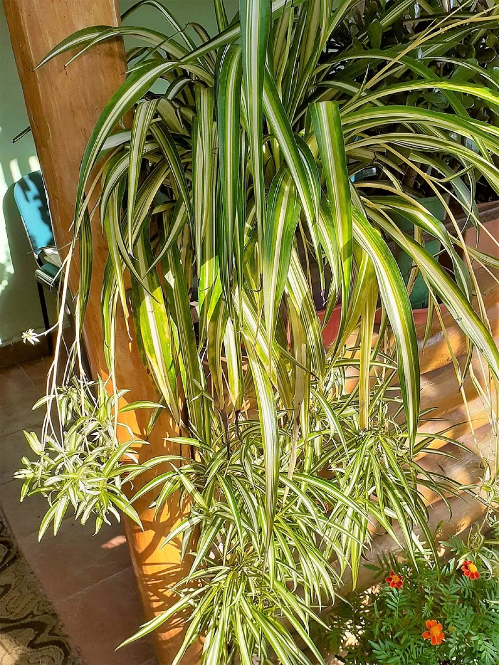 Numerose piantine di Chlorophytum