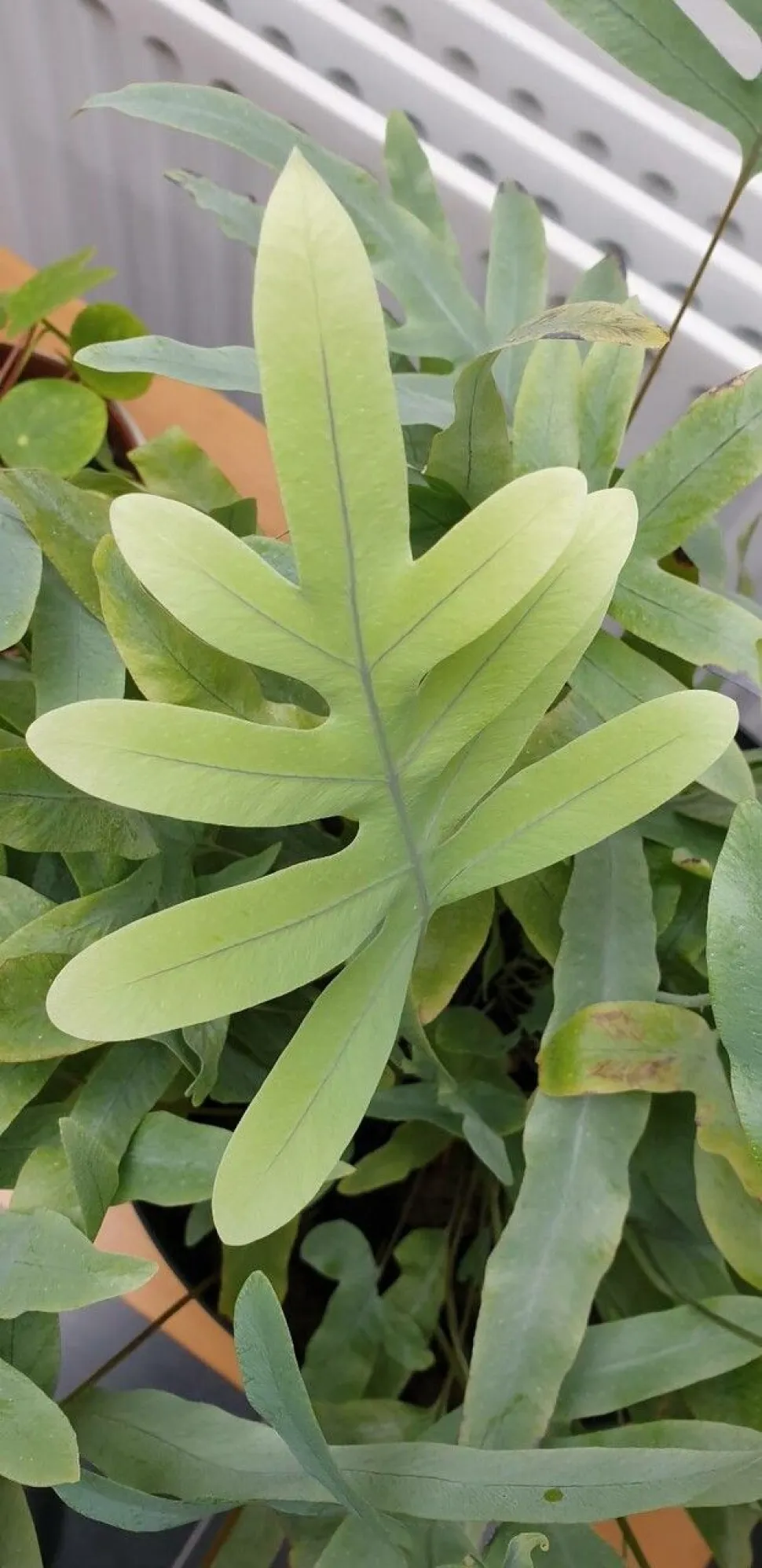 Fronde di Phlebodium Blue Star