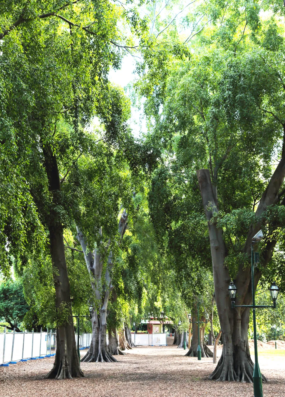 Alley planted with weeping fig trees