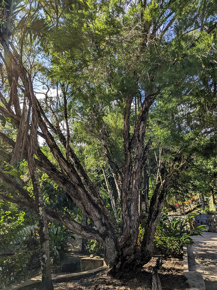 Melaleuca citrina outdoor shrub