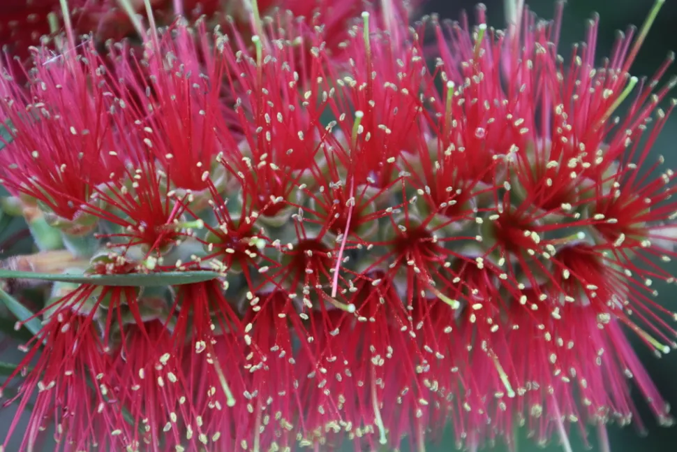 Røde og gule blomster Melaleuca linearis