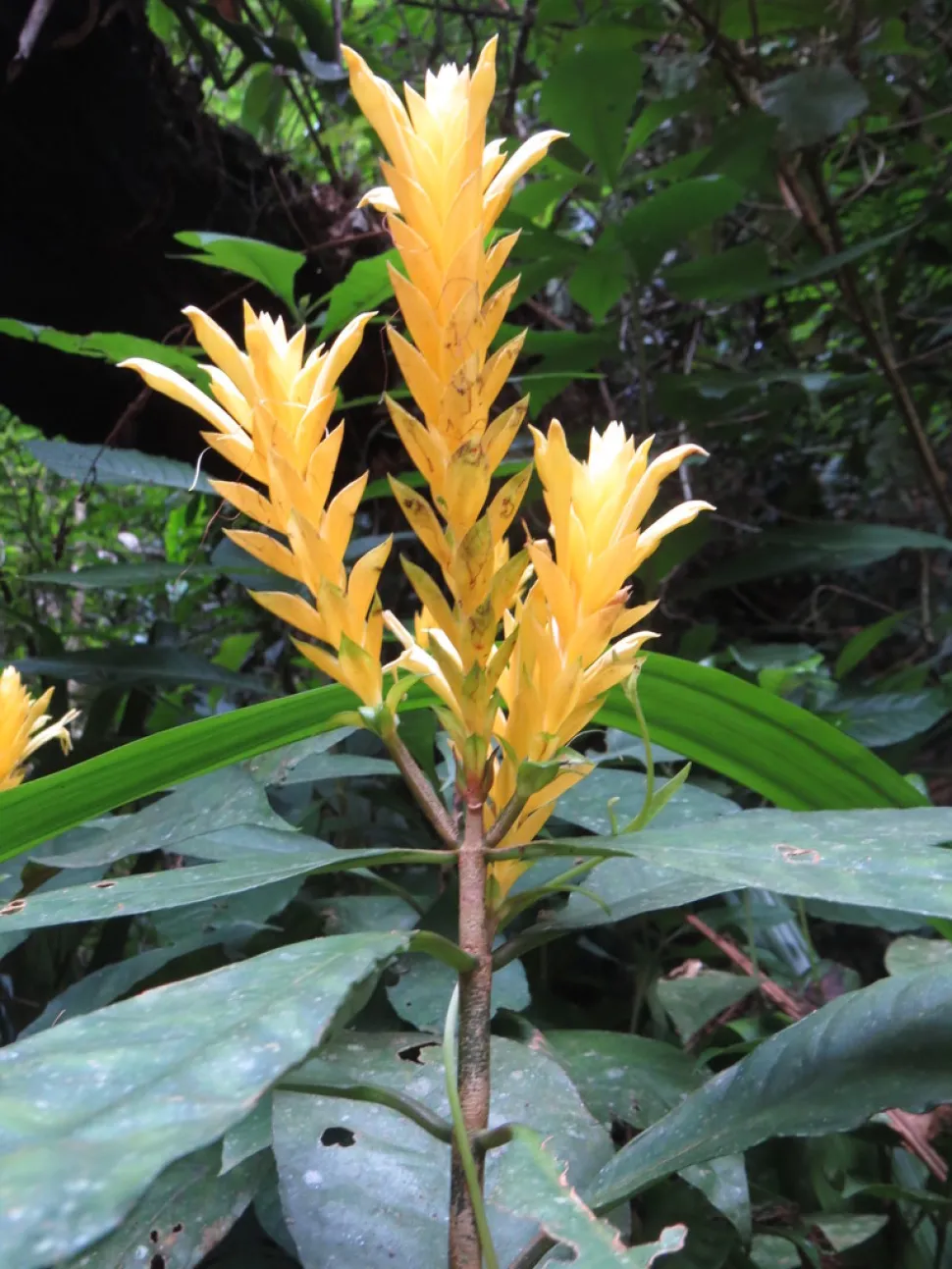 Inflorescencia Aphelandra squarrosa