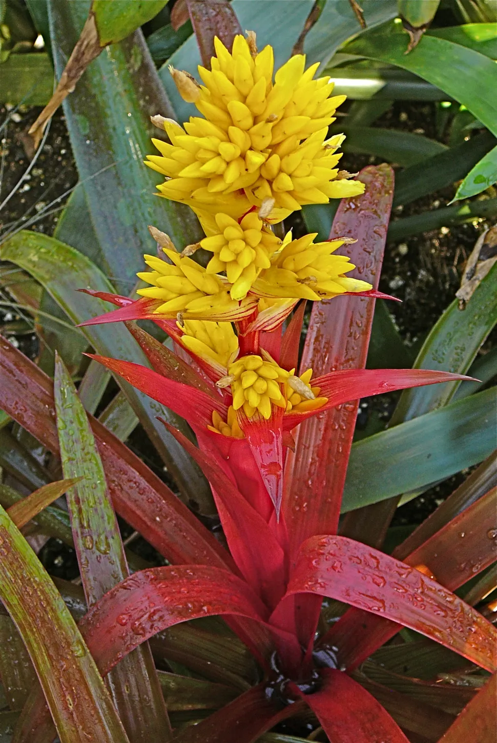Infiorescenza di Guzmania zahnii
