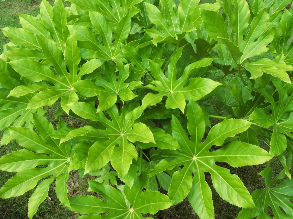 Follaje de Fatsia japonica