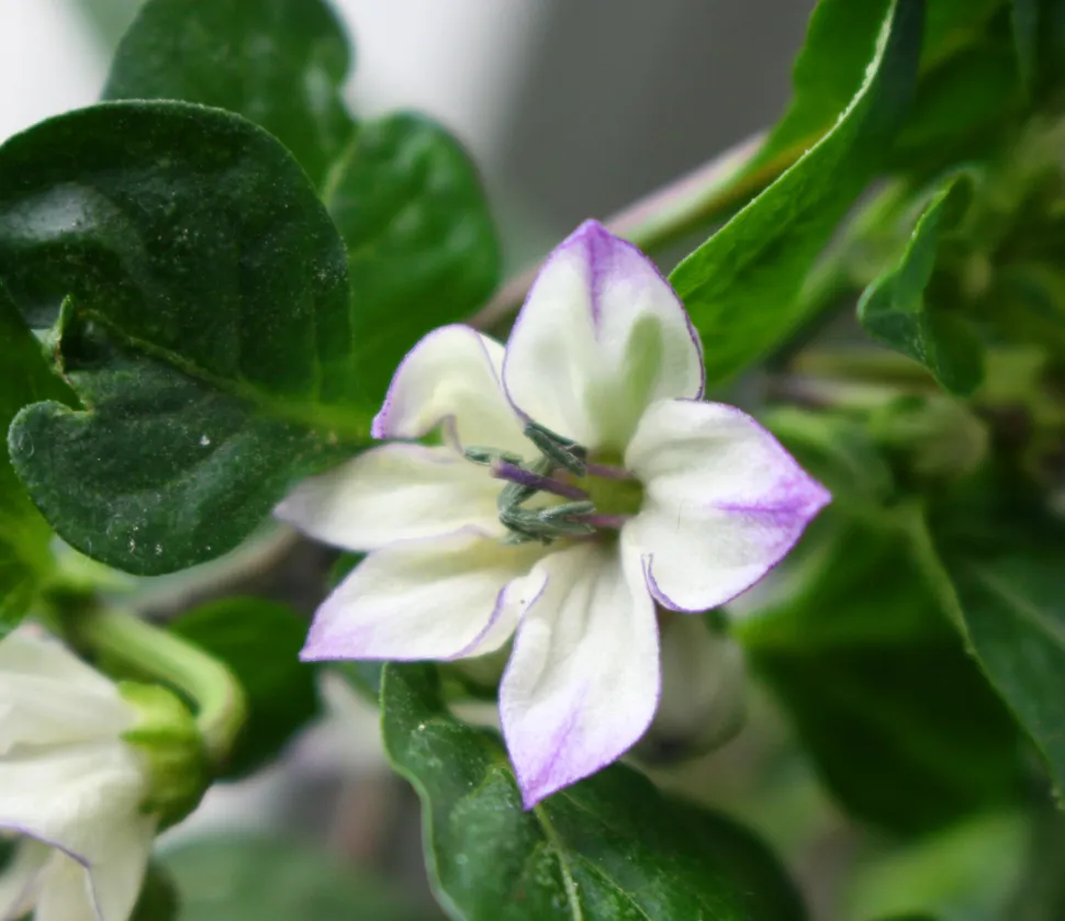 Chili-Blüte Capsicum annuum