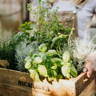 Aromatic plants