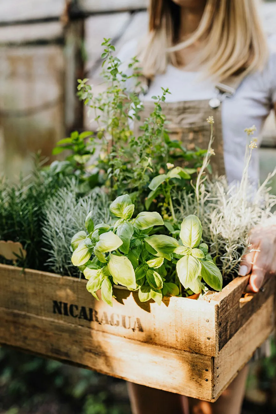 Aromatische Pflanzen