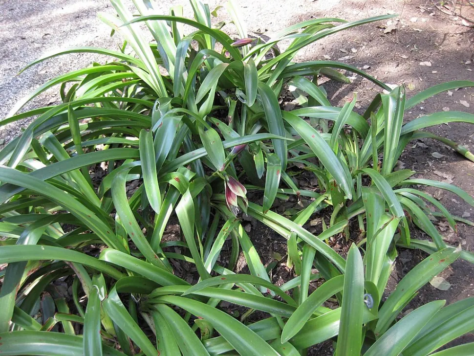 Foliage Amaryllis papilio