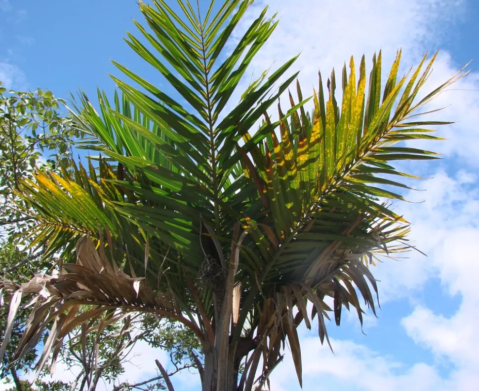 Syagrus comosa palm gebladerte