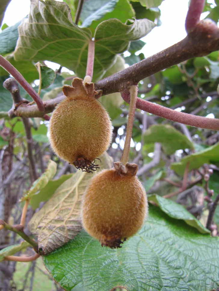 Kiwis verdes (Actinidia deliciosa) no ramo