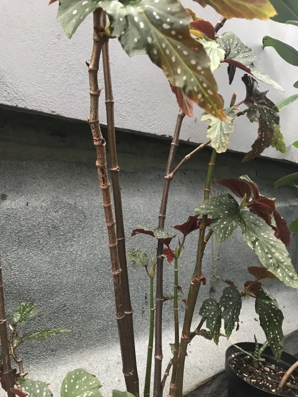 Begonia Bambusrohre