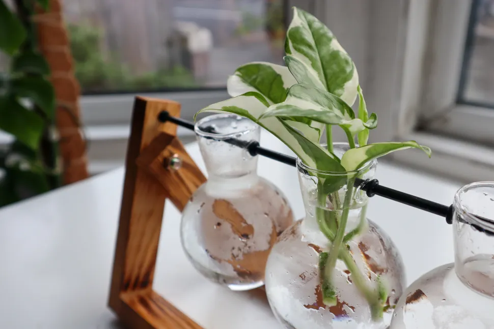 Steckling von Pothos NJOY