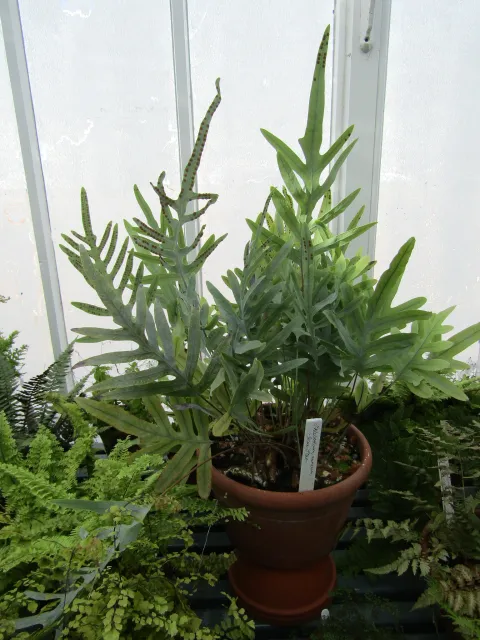 Phlebodium Blauwe ster in pot